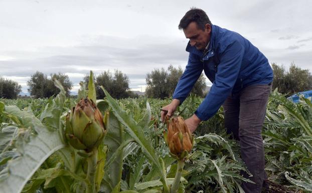 Un agricultor comprueba los efectos de las heladas en su explotación de Lorca en enero de 2017.