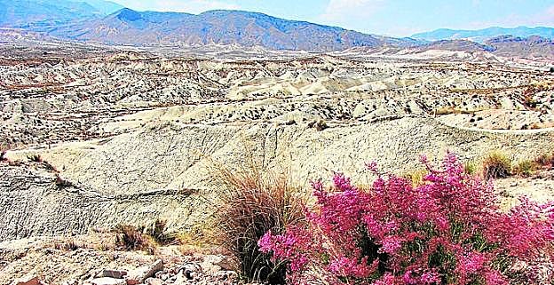 Uno de los característicos paisajes de 'badlands' de Abanilla. 