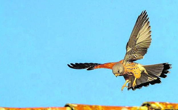 Ejemplar de cernícalo primilla ('Falco naumanni'), cuya presencia ha crecido en la Región.