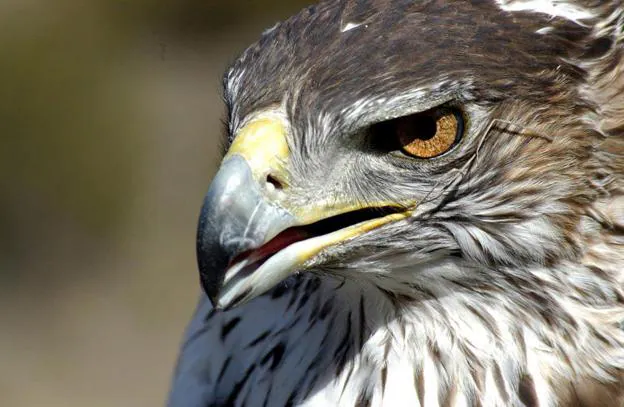 Bello ejemplar de águila perdicera ('Aquila fasciata'), una de las especies de rapaces que campea por la Región y cuyas poblaciones se están recuperando.