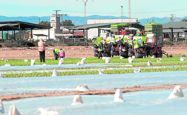 Un grupo de jornaleros, ayer, sembrando lechugas en un bancal del Campo de Cartagena.