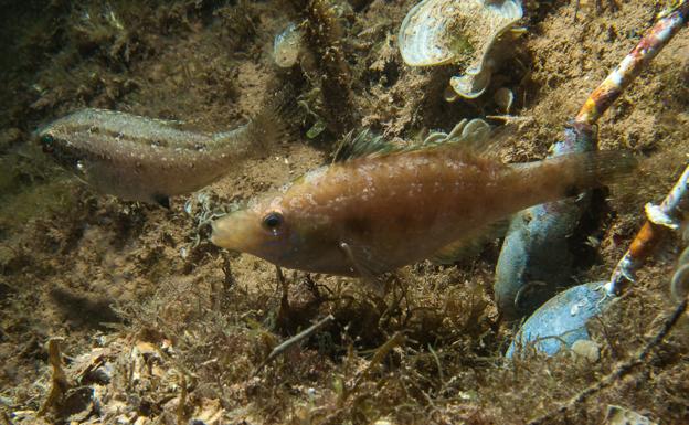 Un ejemplar de 'Symphodus roissali', en aguas del muelle de la Curra, rodeado de plomos de pesca.