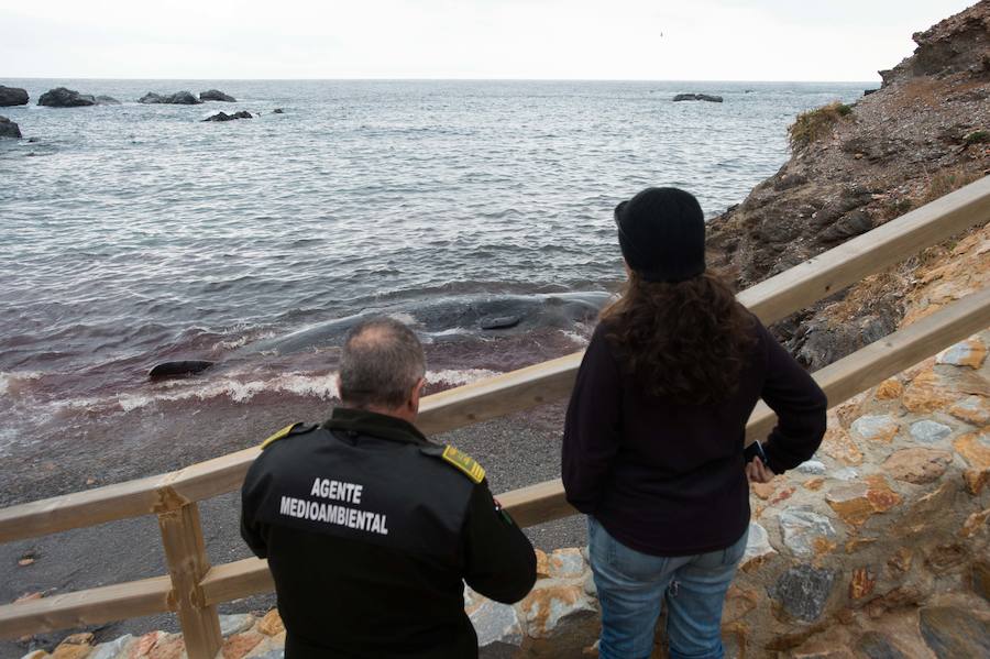 El cadáver del ejemplar, en avanzado estado de descomposición, ha sido hallado este martes en la cala del Muerto.