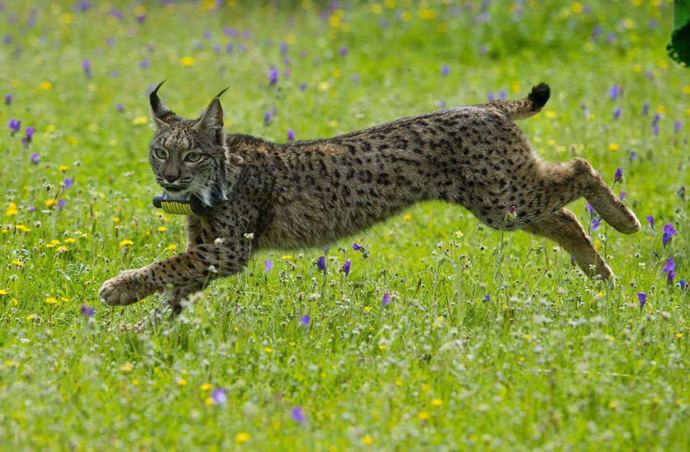 Lince.