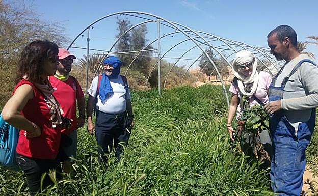 Halid muestra racimos de remolacha en el vivero de Smara.