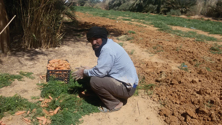 Cultivador de zanahorias en uno de los pocos oasis de Smara. 