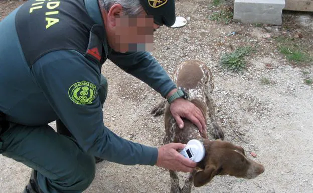 Un agente de la Guardia Civil examina el chip de uno de los perros de la raza braco alemán localizados en Totana.