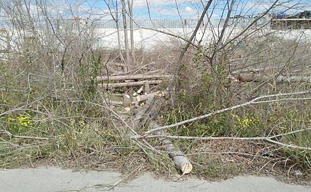 Troncos talados en Puebla de Soto. 
