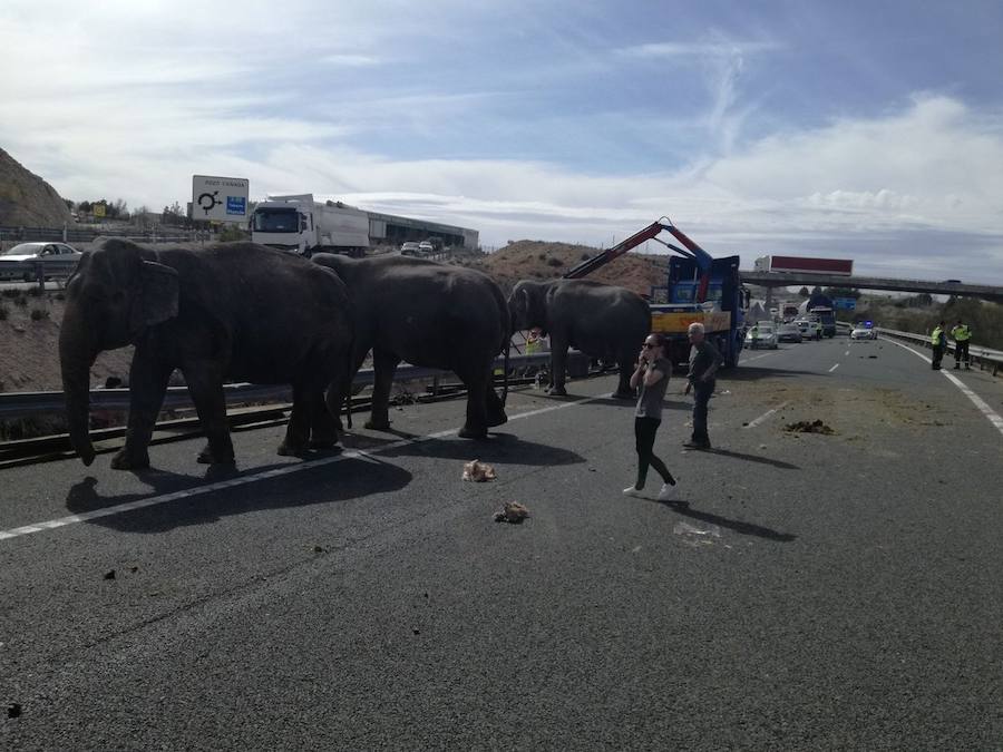 La A-30 quedó cortada este lunes a su paso por la localidad albaceteña de Pozo Cañada, en sentido Murcia, debido al accidente de un camión que ha provocado que los elefantes que transportaba hayan quedado sueltos por la carretera.