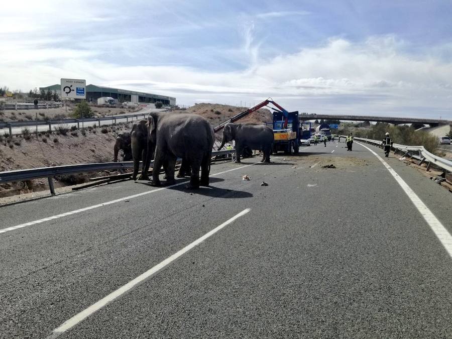 La A-30 quedó cortada este lunes a su paso por la localidad albaceteña de Pozo Cañada, en sentido Murcia, debido al accidente de un camión que ha provocado que los elefantes que transportaba hayan quedado sueltos por la carretera.