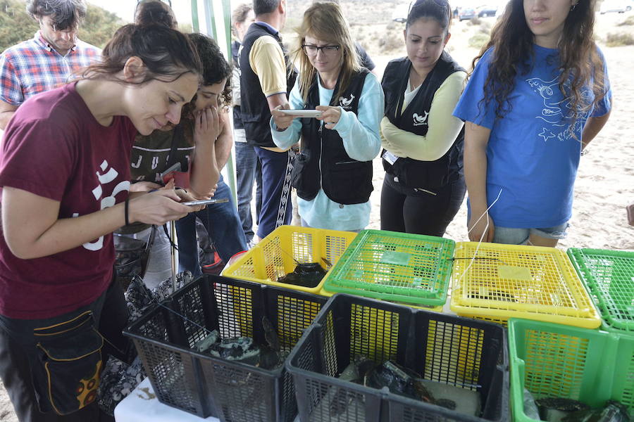 Liberación de ejemplares juveniles de 'Caretta caretta' en San Juan de los Terreros en octubre de 2016