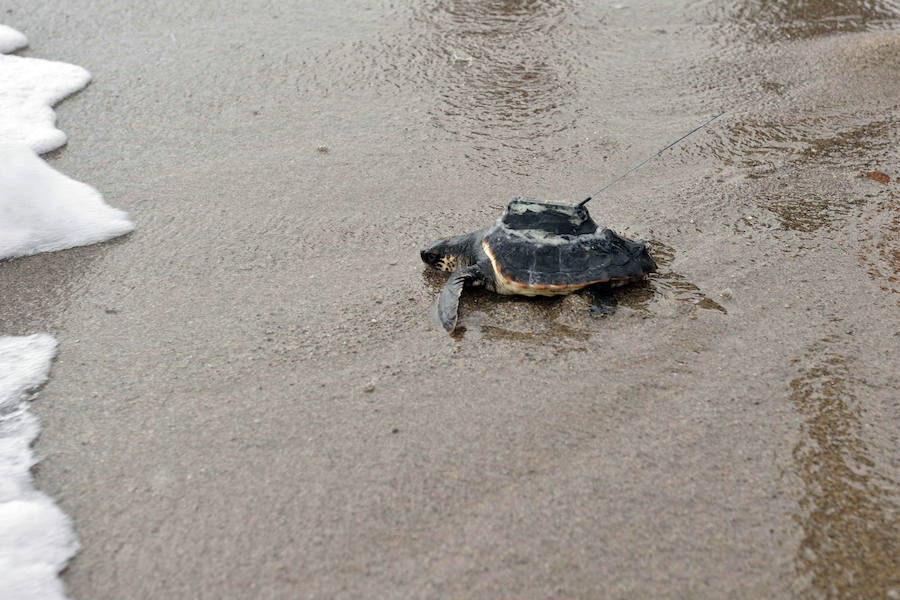 Liberación de ejemplares juveniles de 'Caretta caretta' en San Juan de los Terreros en octubre de 2016