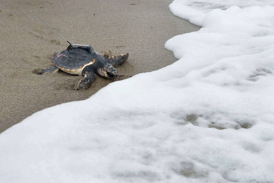 Liberación de ejemplares juveniles de 'Caretta caretta' en San Juan de los Terreros en octubre de 2016