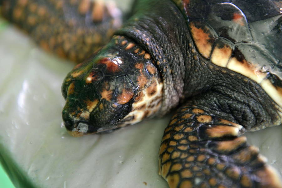 Liberación de ejemplares juveniles de 'Caretta caretta' en San Juan de los Terreros en octubre de 2016