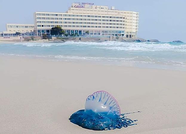 'Carabela portuguesa' hallada en la Manga.
