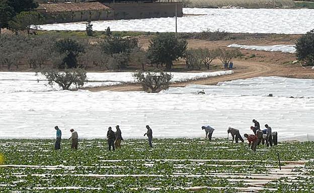 Trabajadores del campo en plena faena.