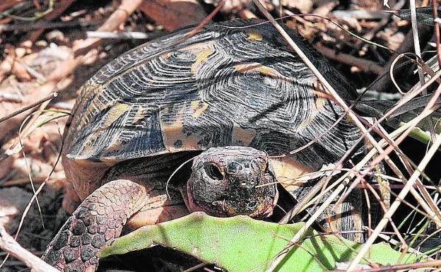 Ejemplar de tortuga mora, en libertad.