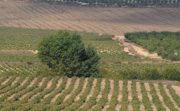Valle del Aceniche (Bullas), donde se encuentran parte de las hectáreas de viñedo incluidas en el proyecto Life Sarmiento.