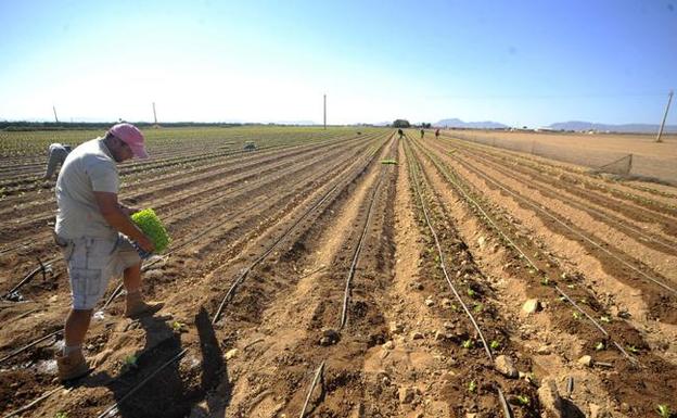 Un obrero trabaja en el campo de Cartagena en una imagen de archivo. 