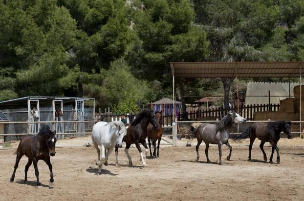 Una manada de caballos juega en la pista de la Fundación Centauro Quirón.