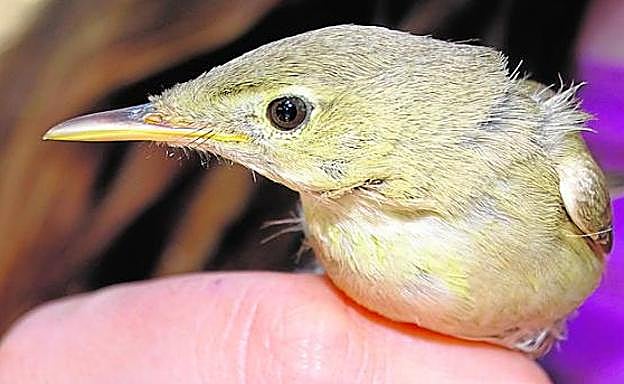 Uno de los zarceros bereberes marcados en la Contraparada.
