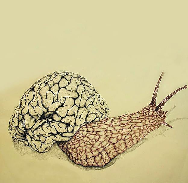 El caracol tiene alrededor de 20.000 neuronas en su sistema nervioso central. Se cree que los humanos tenemos alrededor de 100.000 millones.
