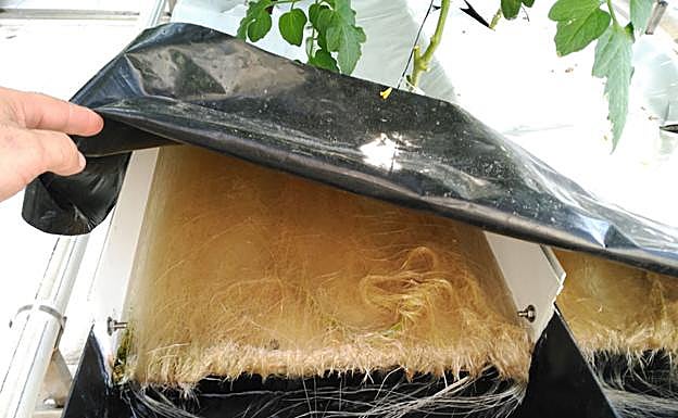 Las raíces de la planta en el canal de cultivo. 