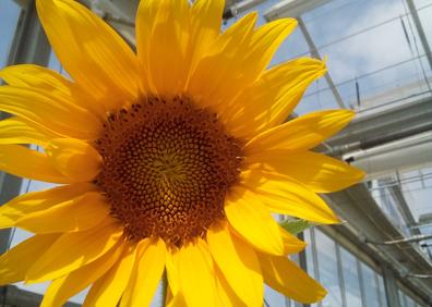 Imagen secundaria 1 - Recolección de patatas cultivadas usando los lodos sobrantes de acuaponía como único fertilizante. | Girasol hidropónico, combinado con acuicultura. | Vidal Root, un nuevo sistema doméstico desarrollado. 
