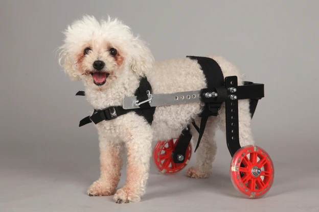 La compañía posee una amplia variedad de sillas de ruedas para perros