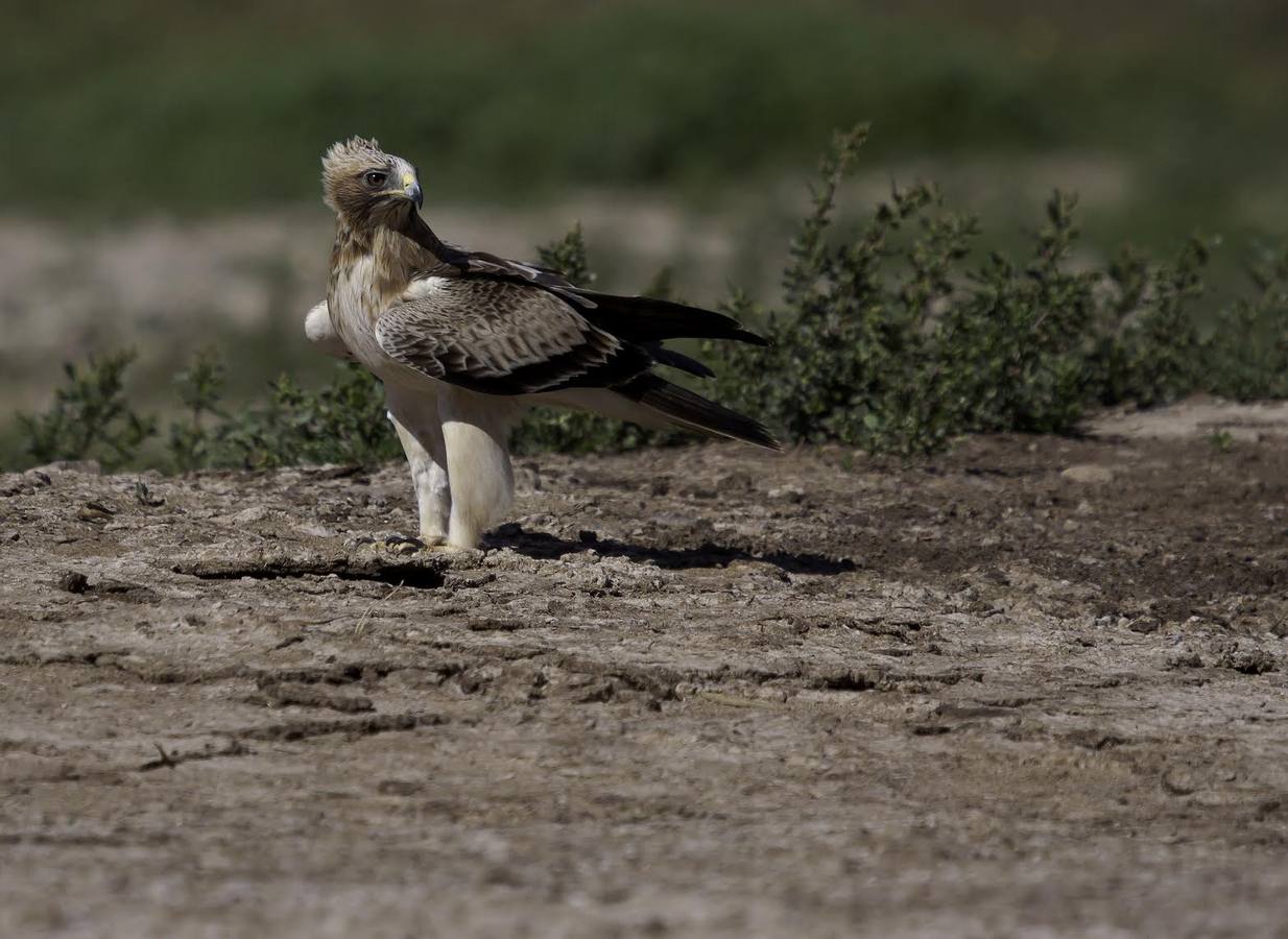 El fotógrafo Eduardo Cortils documenta la abundante fauna que vive de forma discreta junto a las ciudades