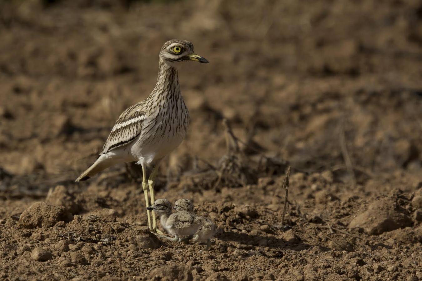El fotógrafo Eduardo Cortils documenta la abundante fauna que vive de forma discreta junto a las ciudades