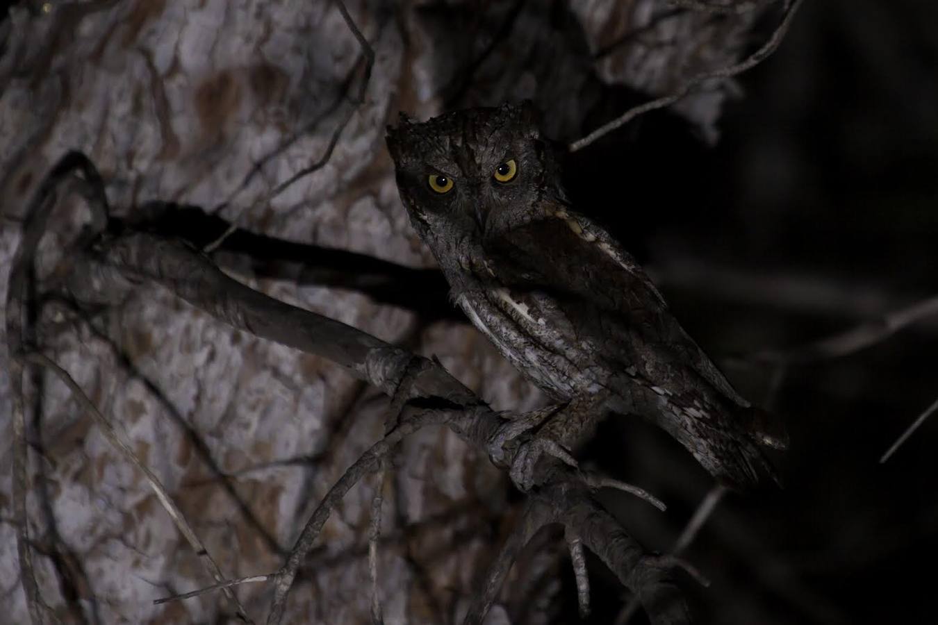 El fotógrafo Eduardo Cortils documenta la abundante fauna que vive de forma discreta junto a las ciudades