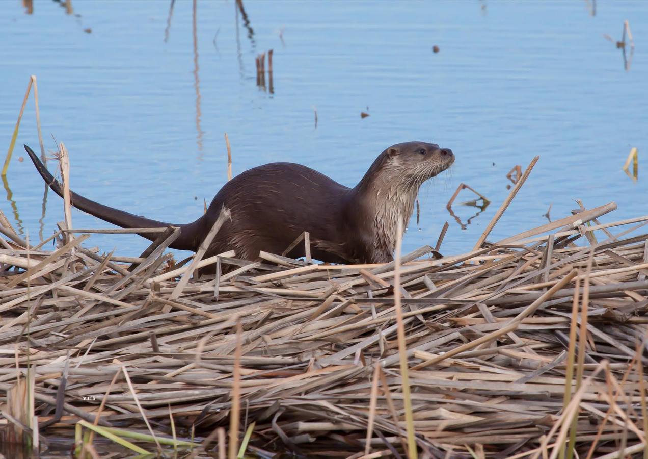El fotógrafo Eduardo Cortils documenta la abundante fauna que vive de forma discreta junto a las ciudades