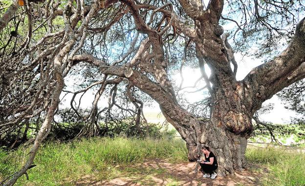 El tricentenario Pino del Águila, el que está considerado el pino carrasco más 'viejo' del mundo