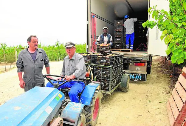 Los hermanos José y Pedro Antonio Candel Miñano trabajando en una de sus fincas en Ojós. 