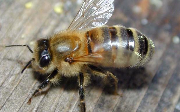 Una anciana ingresa en la UCI tras ser atacada por 2.000 abejas cuando buscaba setas