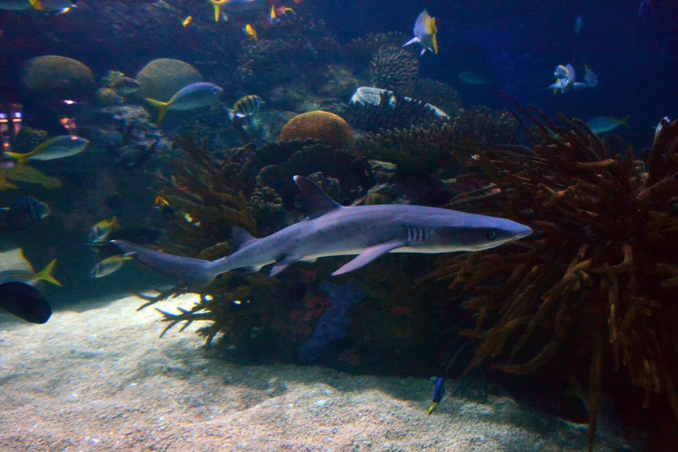 El Acuario de la UMU descubre datos de la biología de corales y tiburones, amenazados por la sobrepesca y el cambio climático, con un seguimiento continuo en sus tanques