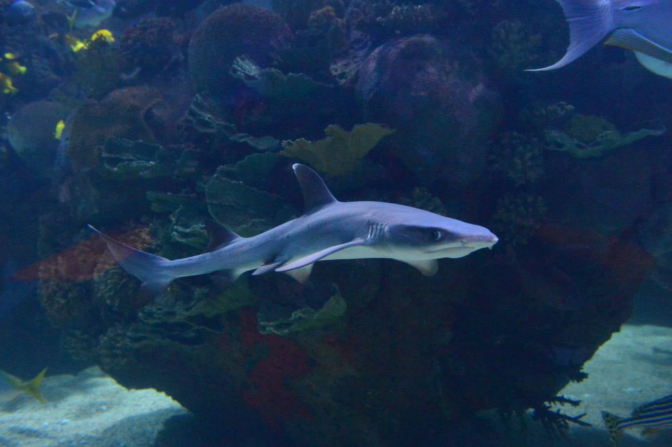 El Acuario de la UMU descubre datos de la biología de corales y tiburones, amenazados por la sobrepesca y el cambio climático, con un seguimiento continuo en sus tanques