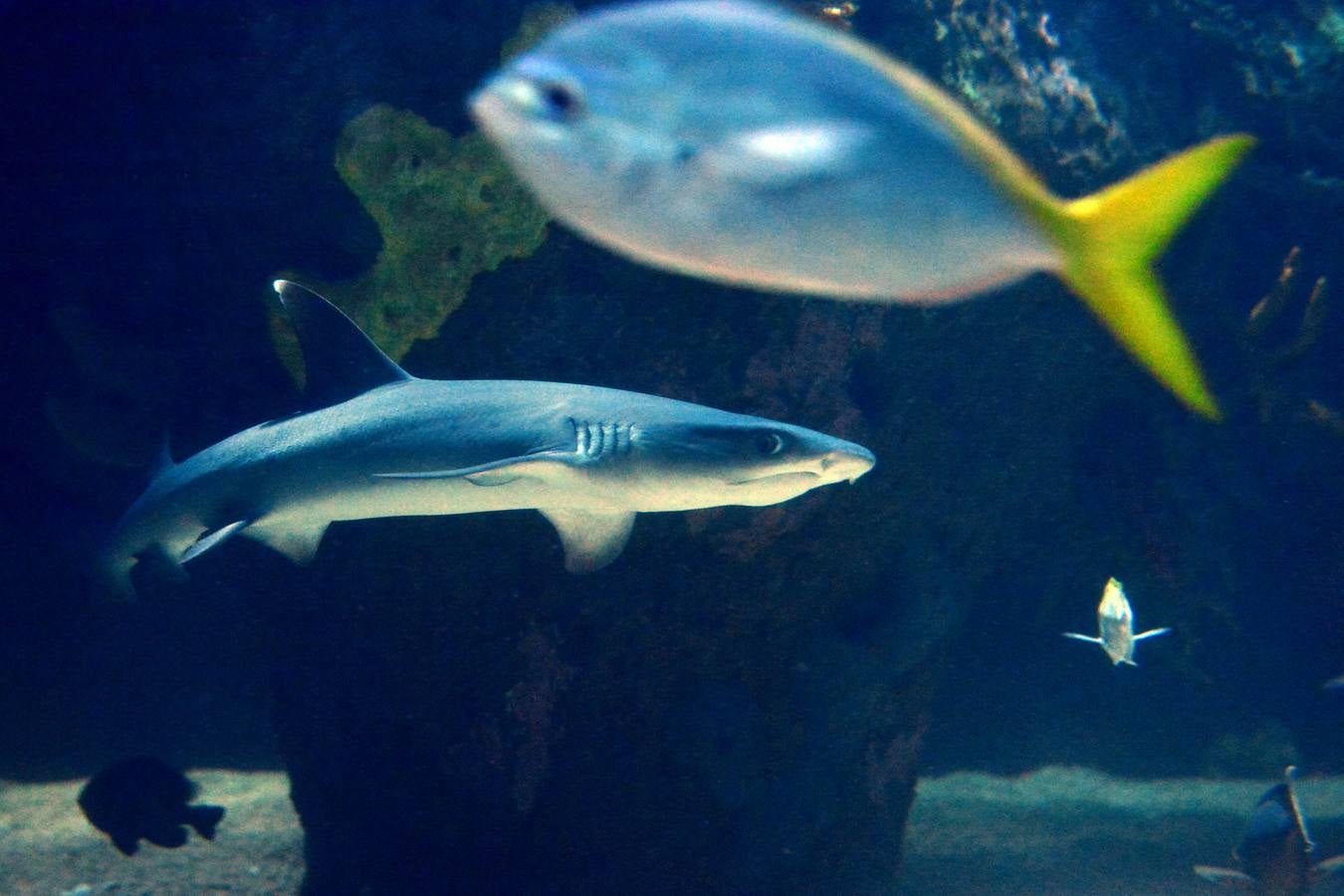 El Acuario de la UMU descubre datos de la biología de corales y tiburones, amenazados por la sobrepesca y el cambio climático, con un seguimiento continuo en sus tanques