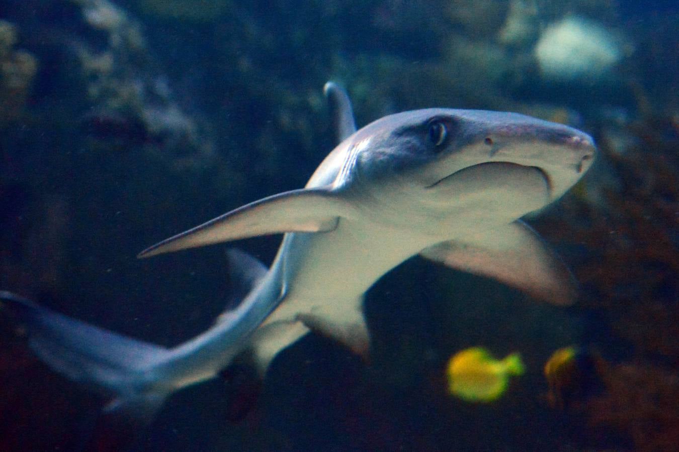 El Acuario de la UMU descubre datos de la biología de corales y tiburones, amenazados por la sobrepesca y el cambio climático, con un seguimiento continuo en sus tanques