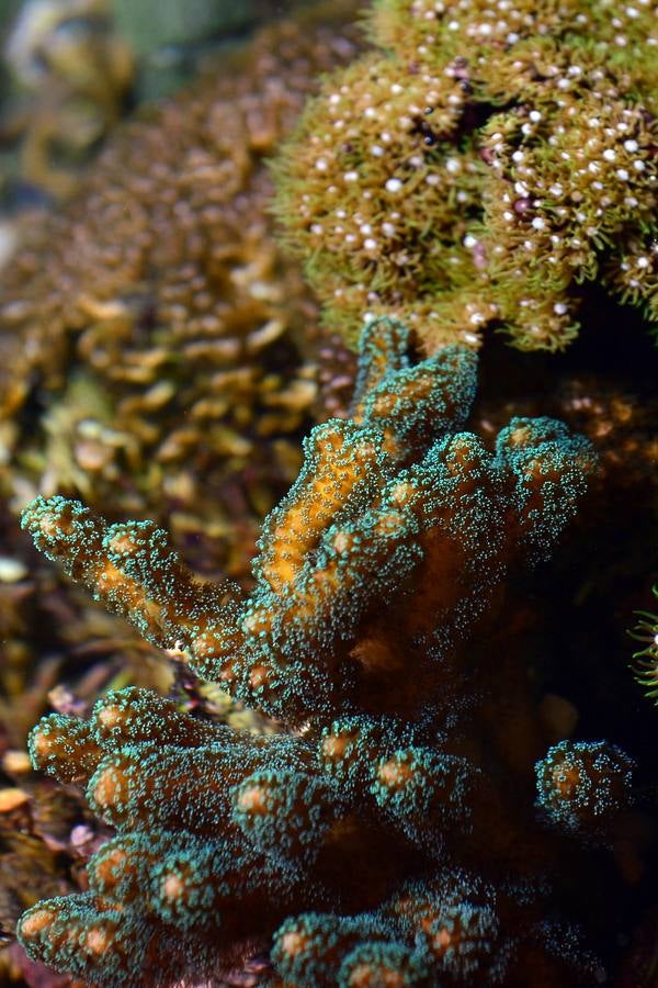 El Acuario de la UMU descubre datos de la biología de corales y tiburones, amenazados por la sobrepesca y el cambio climático, con un seguimiento continuo en sus tanques