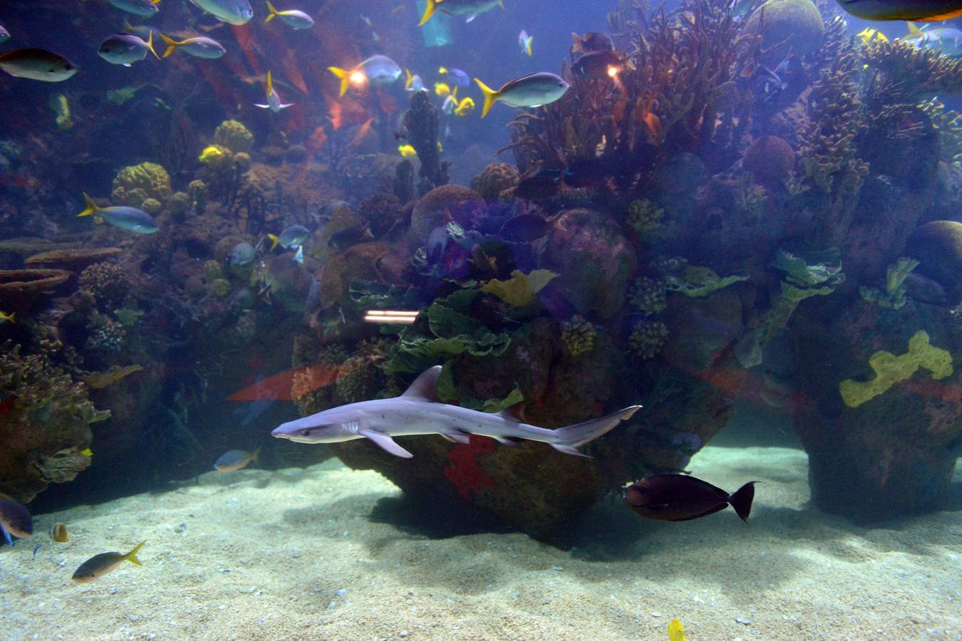 El Acuario de la UMU descubre datos de la biología de corales y tiburones, amenazados por la sobrepesca y el cambio climático, con un seguimiento continuo en sus tanques