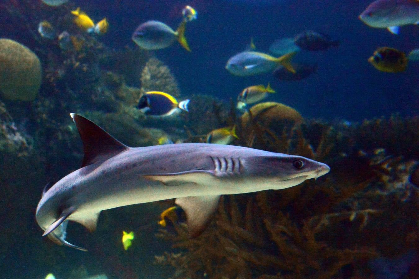 El Acuario de la UMU descubre datos de la biología de corales y tiburones, amenazados por la sobrepesca y el cambio climático, con un seguimiento continuo en sus tanques