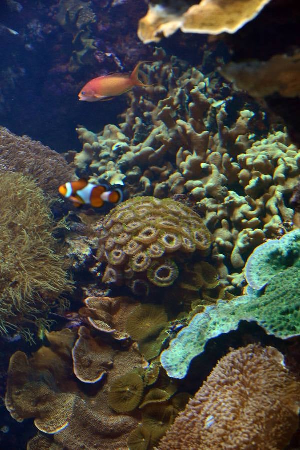 El Acuario de la UMU descubre datos de la biología de corales y tiburones, amenazados por la sobrepesca y el cambio climático, con un seguimiento continuo en sus tanques