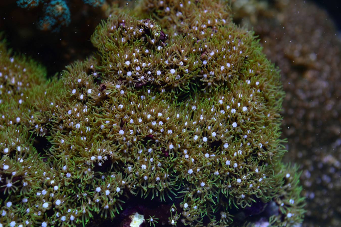 El Acuario de la UMU descubre datos de la biología de corales y tiburones, amenazados por la sobrepesca y el cambio climático, con un seguimiento continuo en sus tanques