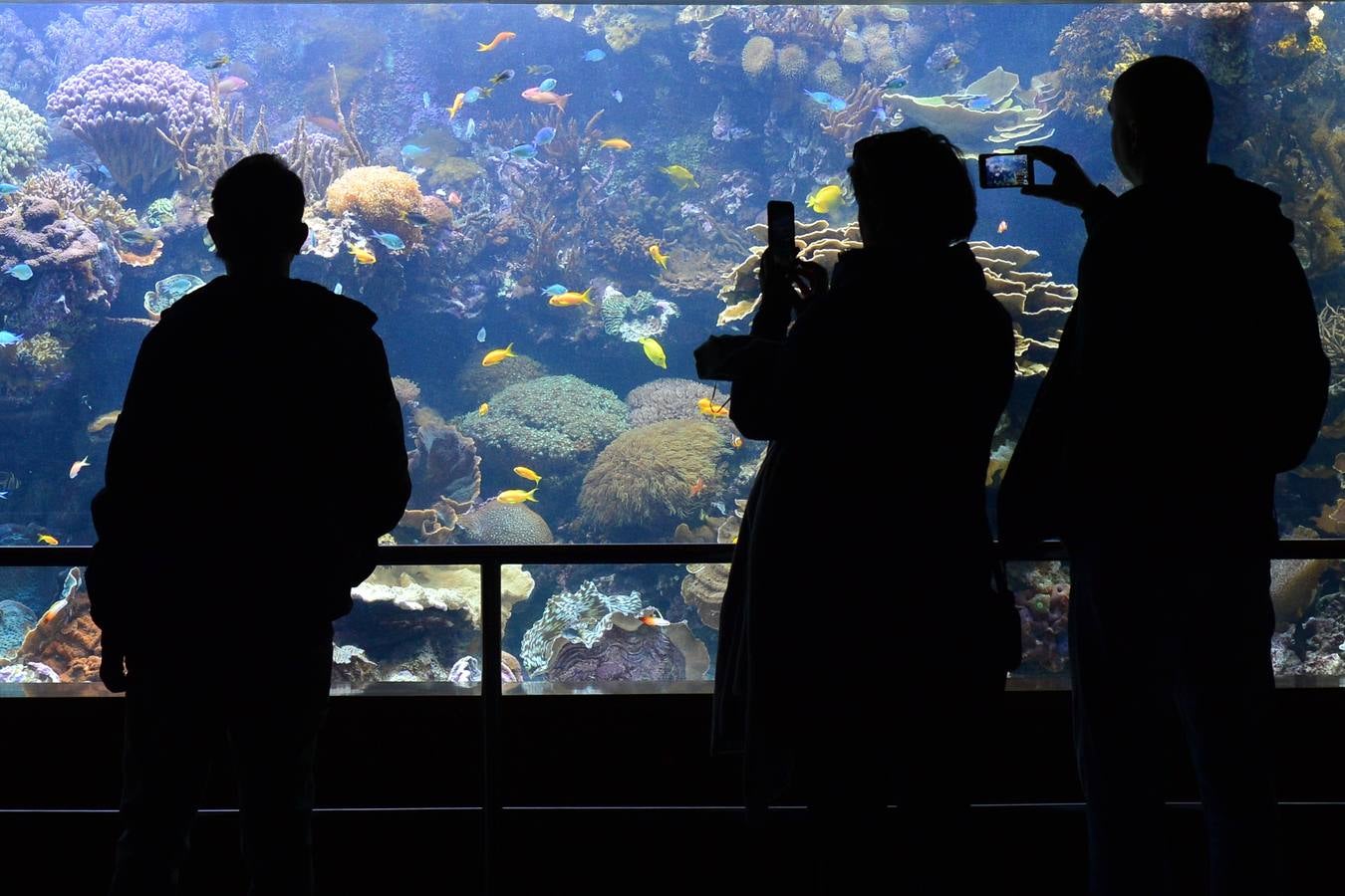 El Acuario de la UMU descubre datos de la biología de corales y tiburones, amenazados por la sobrepesca y el cambio climático, con un seguimiento continuo en sus tanques