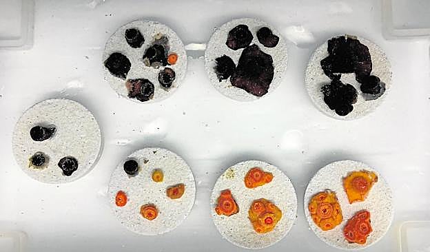 Esquejes y colonias incipientes de corales preparadas para realizar estudios de crecimiento y alimentación.