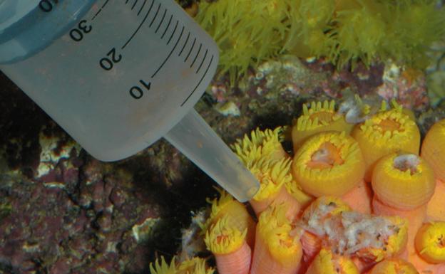 Alimentación con jeringuilla de un coral no fotosintético. 