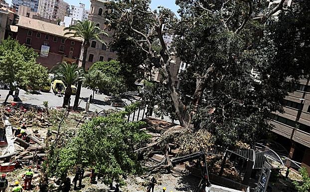 Galería. Así se desplomó el ficus de Santo Domingo