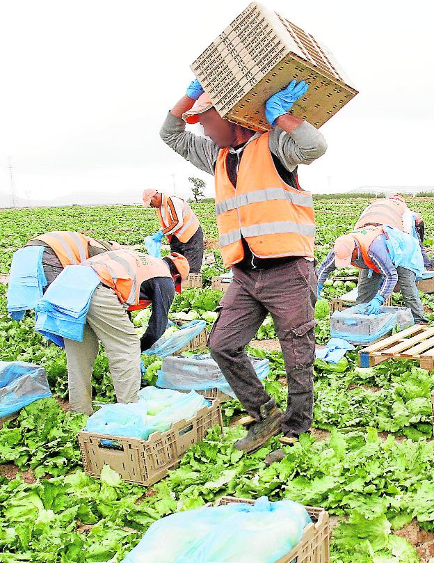 Unos trabajadores extranjeros recogen hortalizas en el campo de Cartagena. 